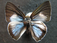 Philiris nitens lucina - Adult